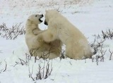 Polar Bear Photo Gallery