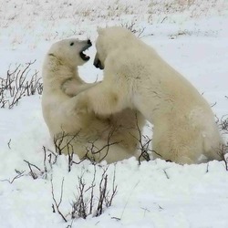 Polar Bear arctic Sparring_2_2004-11-16