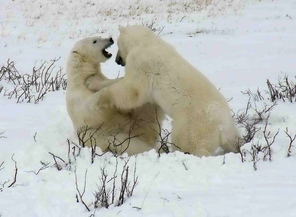 Polar Bear arctic Sparring_2_2004-11-16