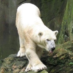 Polar Bear arctic Stavenn_Ursus_maritimus_00