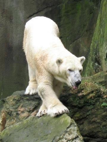 Polar Bear arctic Stavenn_Ursus_maritimus_00