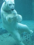 Polar Bear arctic Swimming under water