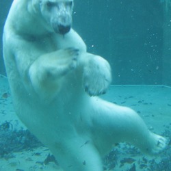 Polar Bear arctic Swimming under water