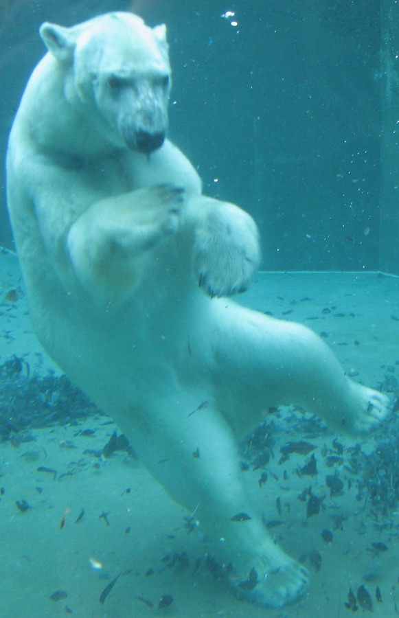 Polar Bear arctic Swimming under water