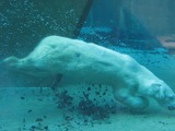 Polar Bear arctic Swimming underwater zoo