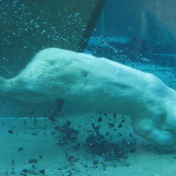 Polar Bear arctic Swimming underwater zoo