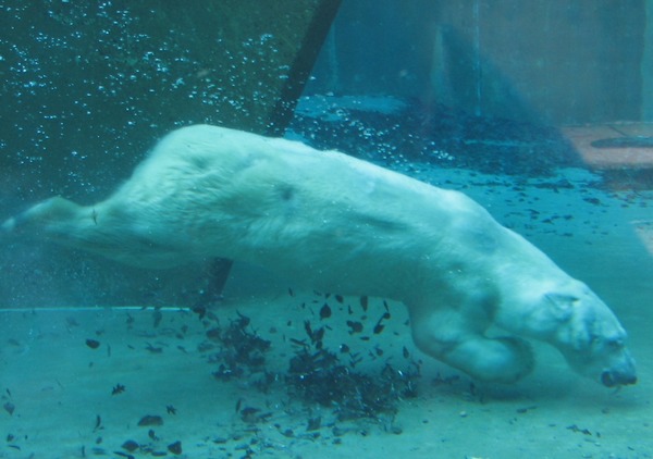 Polar Bear arctic Swimming underwater zoo