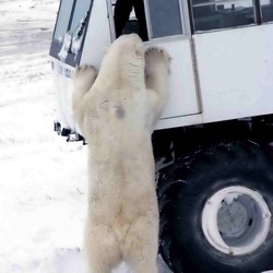 Polar Bear arctic Tundra Buggy curious