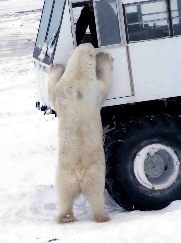 Polar Bear arctic Tundra Buggy curious