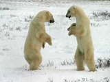 Polar Bear arctic Two bears sparring