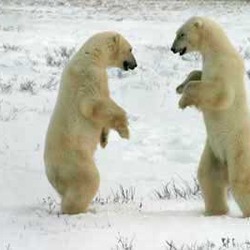 Polar Bear arctic Two bears sparring