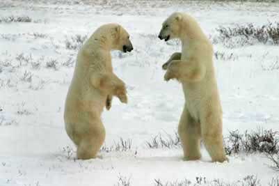 Polar Bear arctic Two bears sparring