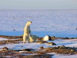 Polar Bear arctic Ursus maritimus (2)