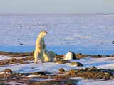 Polar Bear arctic Ursus maritimus (2)