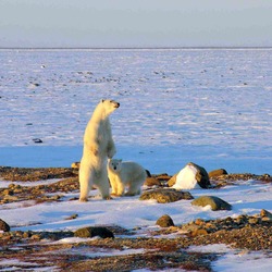 Polar Bear arctic Ursus maritimus (2)