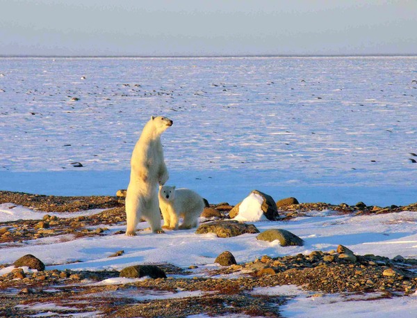 Polar Bear arctic Ursus maritimus (2)