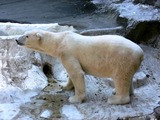 Polar Bear arctic Ursus maritimus (3)