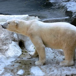 Polar Bear arctic Ursus maritimus (3)