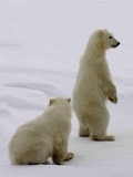 Polar Bear arctic Ursus maritimus (4)