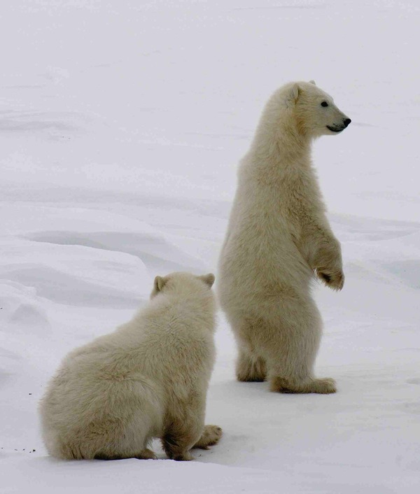 Polar Bear arctic Ursus maritimus (4)