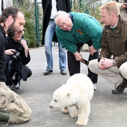 Polar Bear arctic Ursus maritimus Berlin Zoo Germany