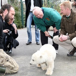 Polar Bear arctic Ursus maritimus Berlin Zoo Germany