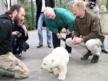 Polar Bear arctic Ursus maritimus Berlin Zoo Germany