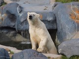 Polar Bear Photo Gallery