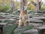 Polar Bear arctic Ursus maritimus white zoo