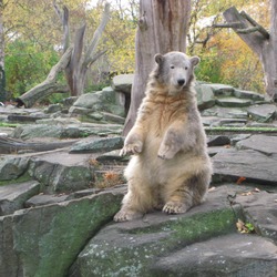 Polar Bear arctic Ursus maritimus white zoo