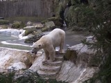 Polar Bear arctic Ursus maritimus zoo (2)