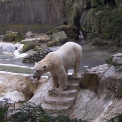 Polar Bear arctic Ursus maritimus zoo (2)