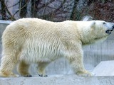 Polar Bear arctic Ursus maritimus zoo