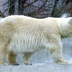 Polar Bear arctic Ursus maritimus zoo