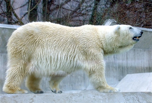 Polar Bear arctic Ursus maritimus zoo