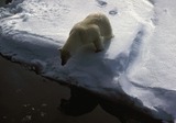 Polar Bear Photo Gallery