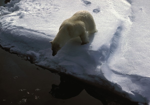 polar-bear