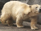 Polar Bear arctic Ursus.maritimus.midget