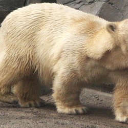 Polar Bear arctic Ursus.maritimus.midget