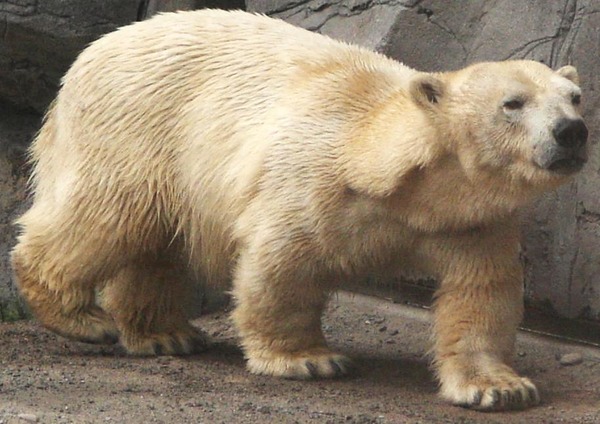 Polar Bear arctic Ursus.maritimus.midget