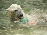 Polar Bear arctic Ursus_maritimus Bronx Zoo swimming