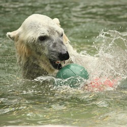 Polar Bear arctic Ursus_maritimus Bronx Zoo swimming