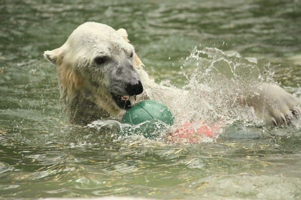 Polar Bear arctic Ursus_maritimus Bronx Zoo swimming