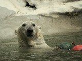 Polar Bear arctic Ursus_maritimus Bronx_Zoo swim