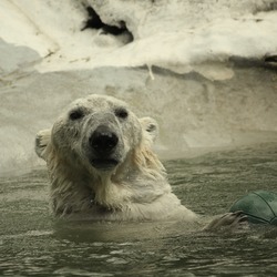 Polar Bear arctic Ursus_maritimus Bronx_Zoo swim