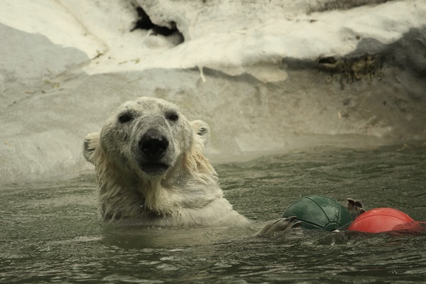 Polar Bear arctic Ursus_maritimus Bronx_Zoo swim