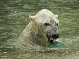 Polar Bear arctic Ursus_maritimus Bronx_Zoo