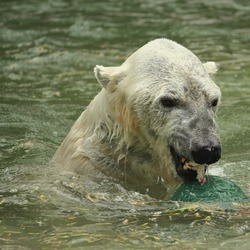 Polar Bear arctic Ursus_maritimus Bronx_Zoo