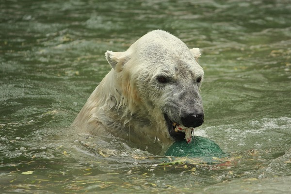 Polar Bear arctic Ursus_maritimus Bronx_Zoo