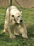 Polar Bear arctic Ursus_maritimus Philadelphia Zoo (2)